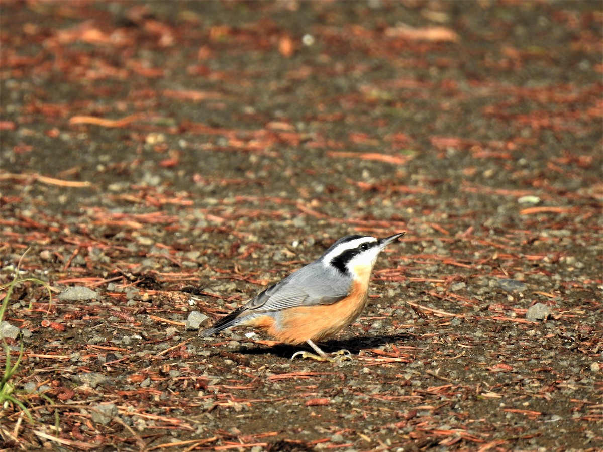 Red-breasted Nuthatch - ML180140351
