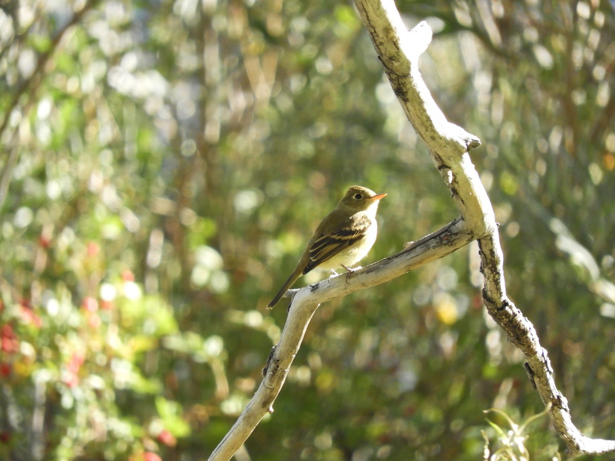 Western Flycatcher (Pacific-slope) - Oliver Tan
