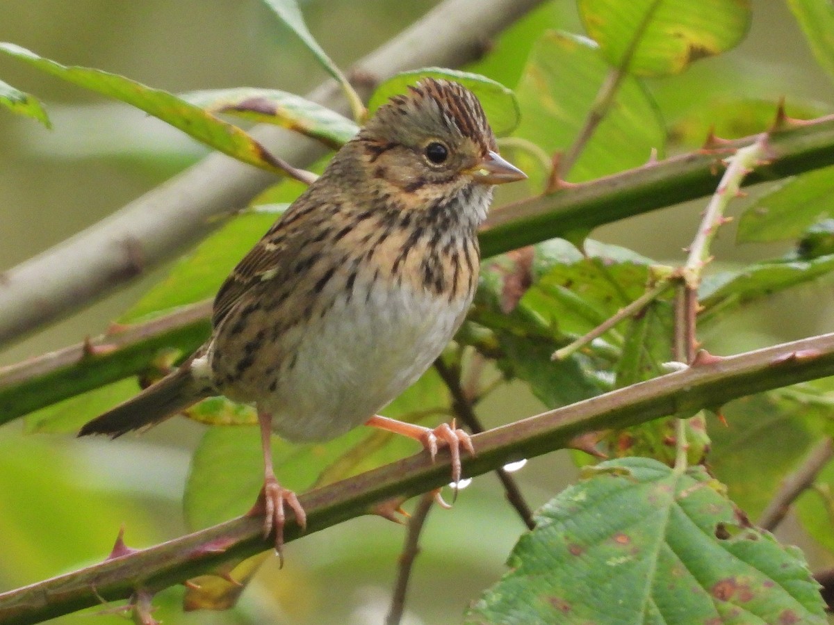 Lincoln's Sparrow - Debbie Meader
