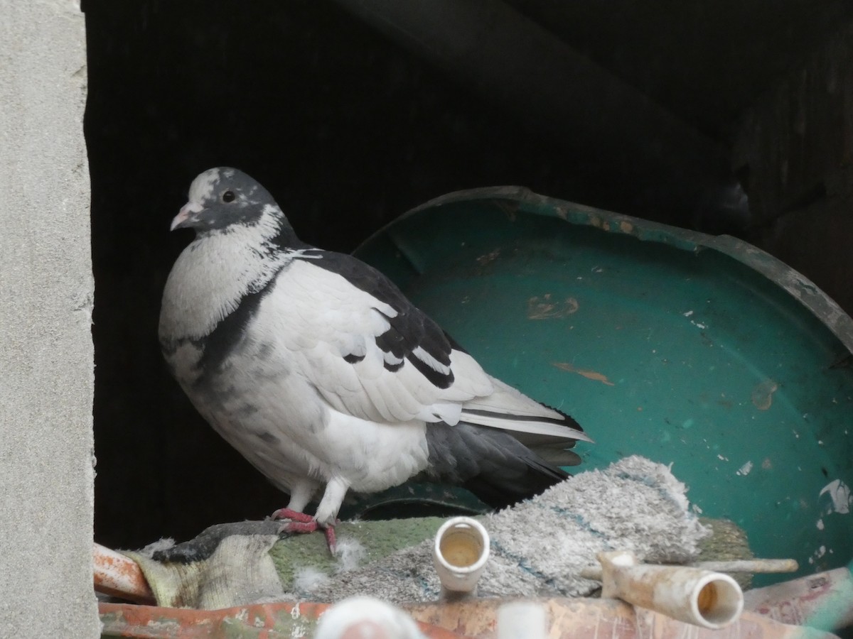 Rock Pigeon (Feral Pigeon) - ML180146581