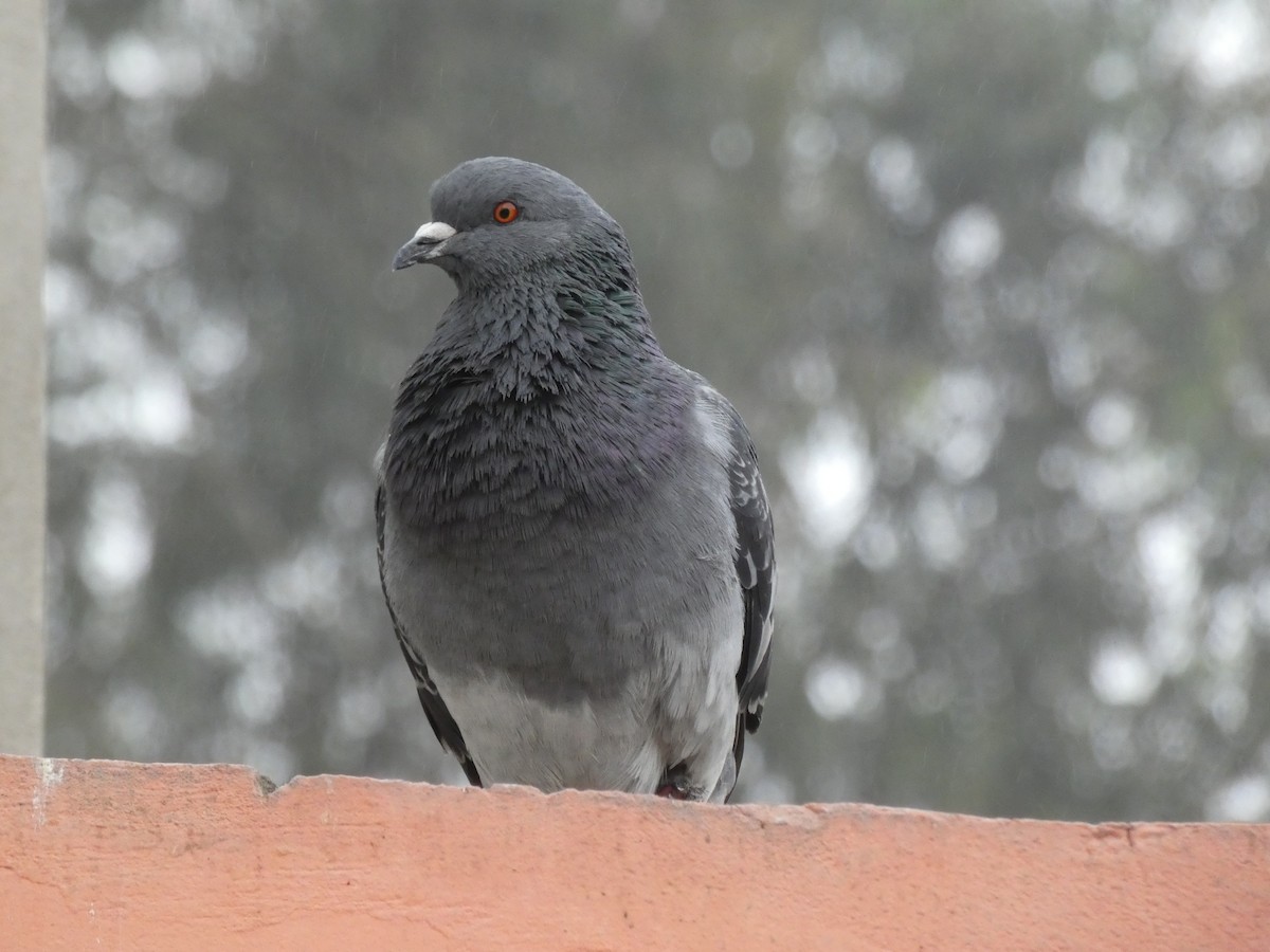 Rock Pigeon (Feral Pigeon) - ML180146591
