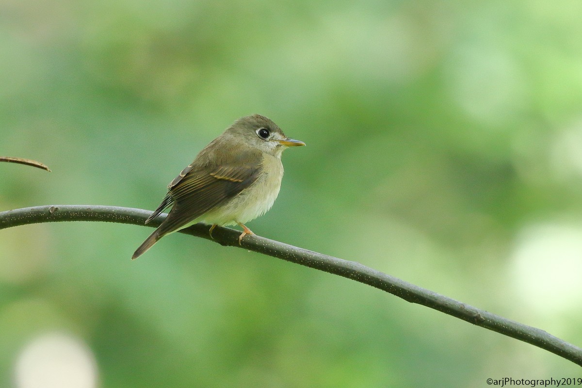 Brown-breasted Flycatcher - ML180148411