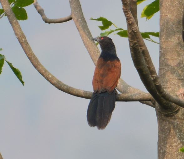Greater Coucal - Arun Varghese
