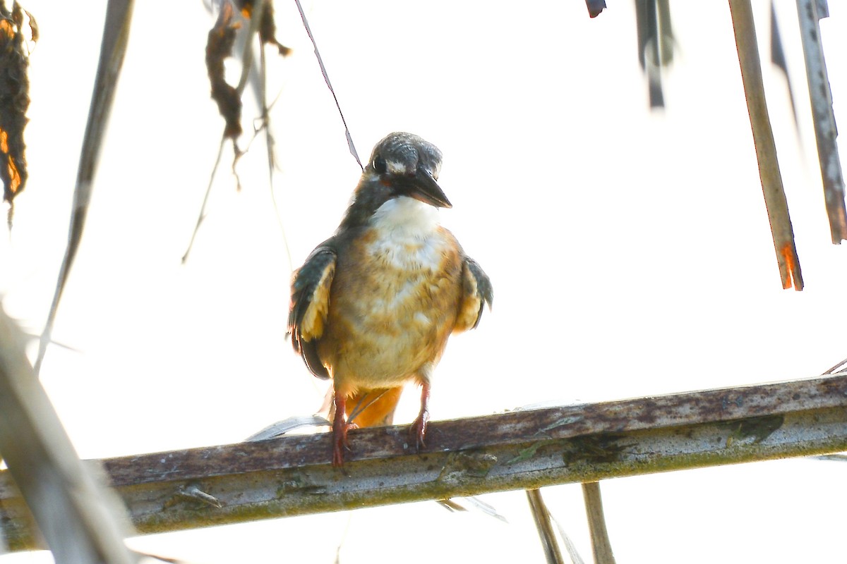 Common Kingfisher - Harn Sheng Khor