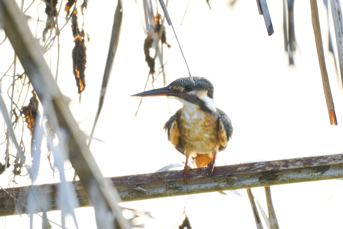 Common Kingfisher - Harn Sheng Khor