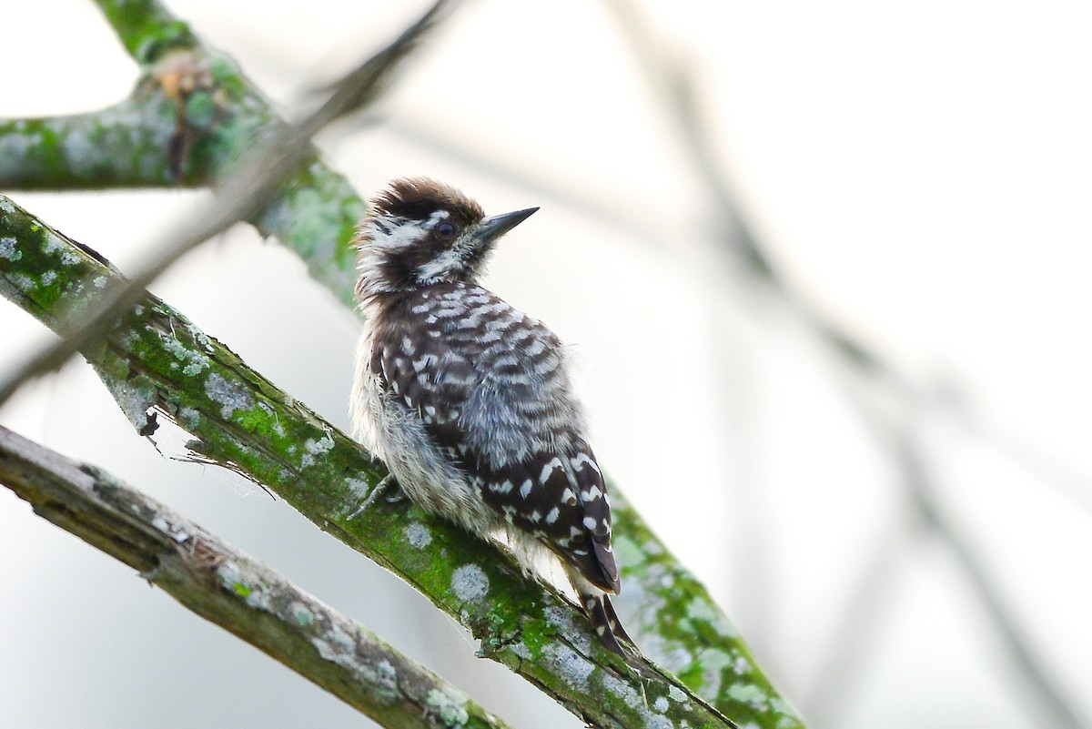 Sunda Pygmy Woodpecker - ML180148721