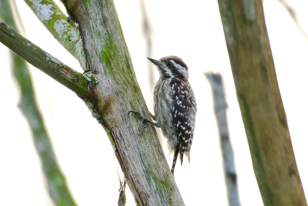Sunda Pygmy Woodpecker - Harn Sheng Khor
