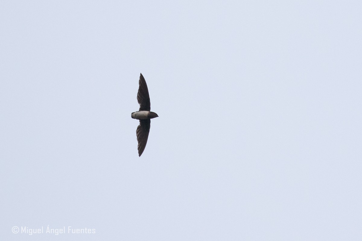 Cassin's Spinetail - ML180149011
