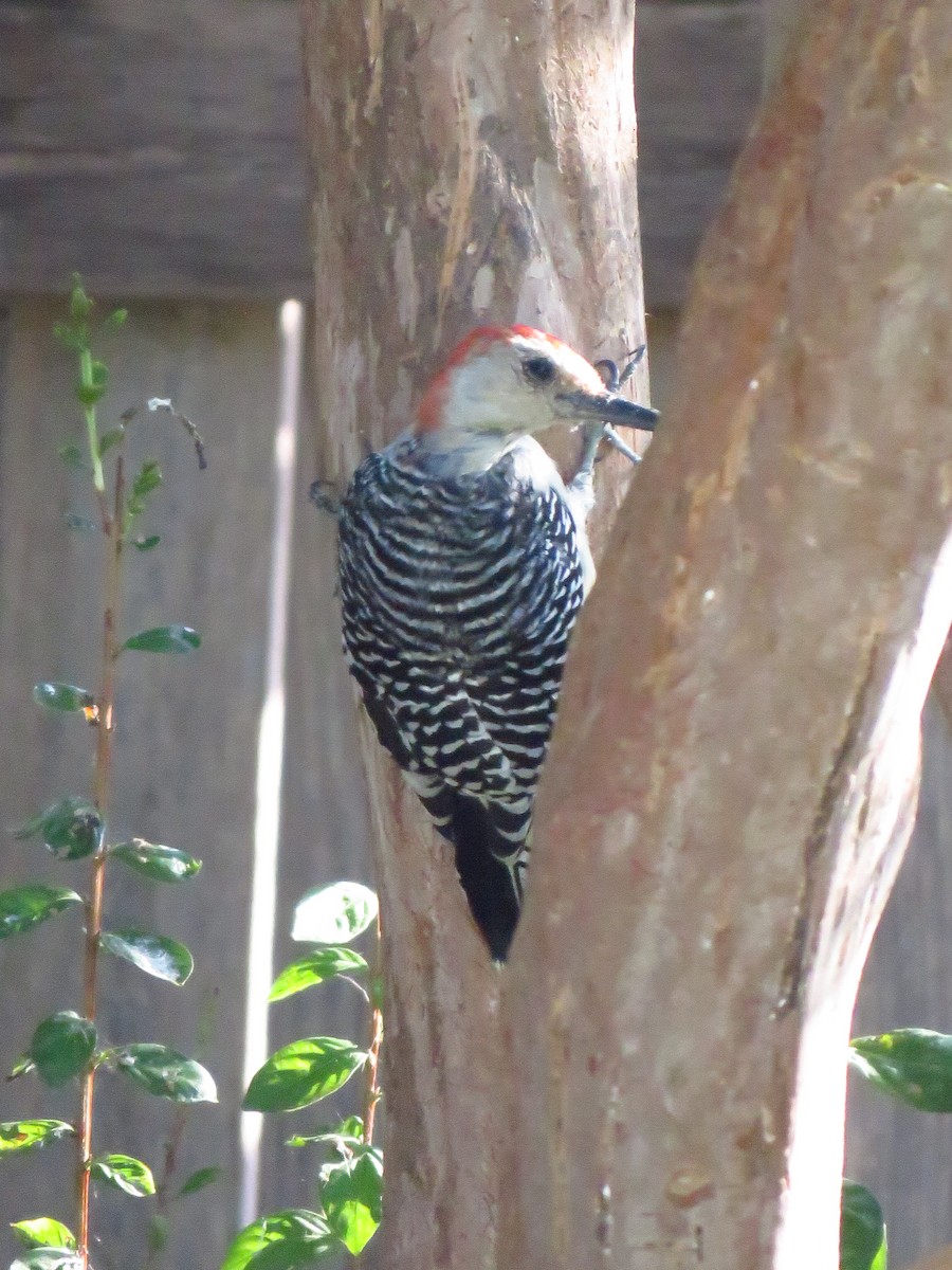 Red-bellied Woodpecker - ML180149631