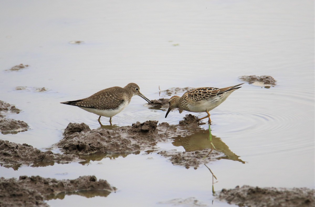 Solitary Sandpiper - Marco Medeiros