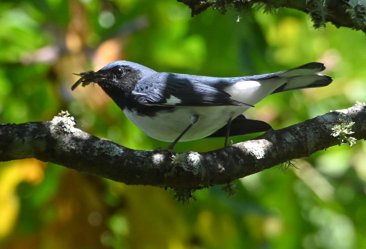 Black-throated Blue Warbler - ML180150691