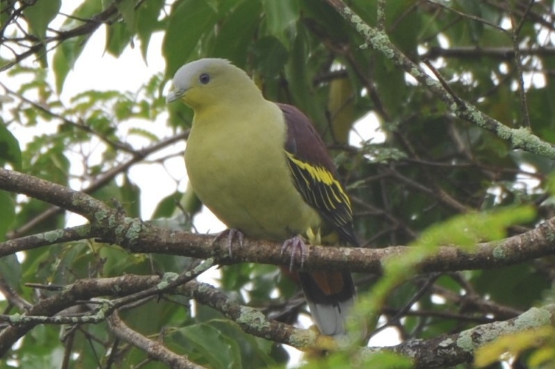 Gray-fronted Green-Pigeon - ML180151851