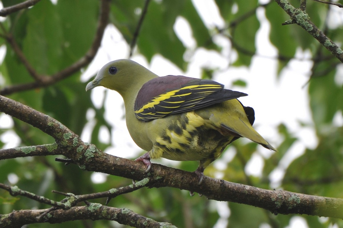 Gray-fronted Green-Pigeon - ML180151861