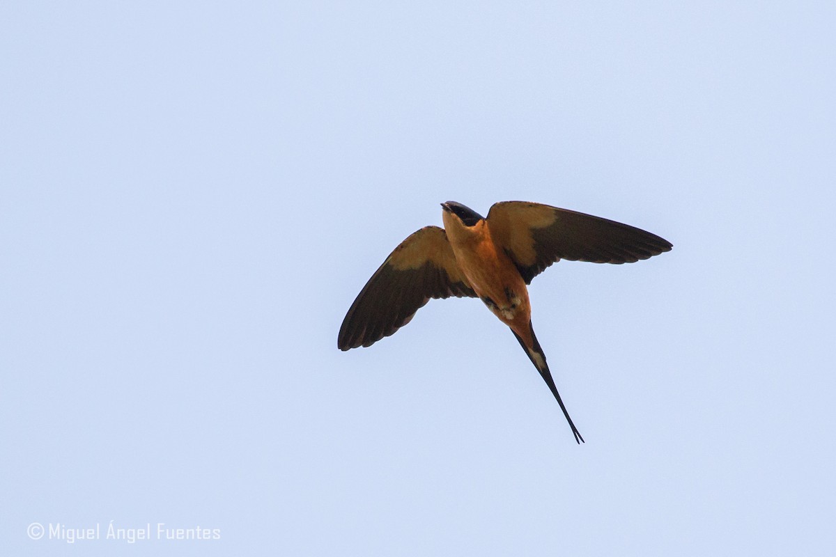 Rufous-chested Swallow - Miguel Angel Fuentes Rosúa