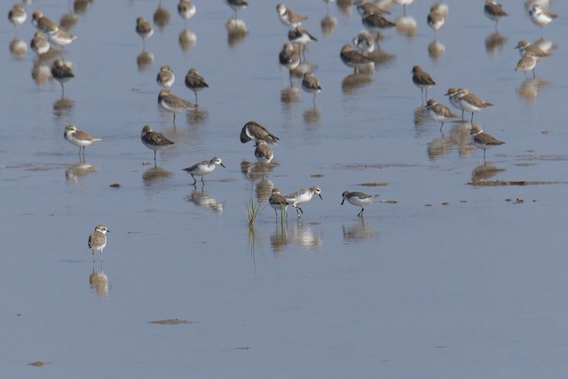 Conservation of tidal flats is high priority for Spoon-billed Sandpiper conservation; Tiaozini wetlands, Jiangsu, China. - Spoon-billed Sandpiper - 