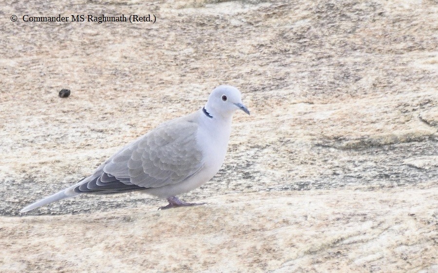 Eurasian Collared-Dove - ML180153261