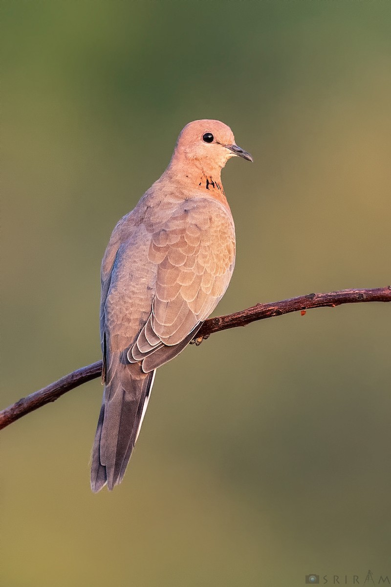 Laughing Dove - ML180154341