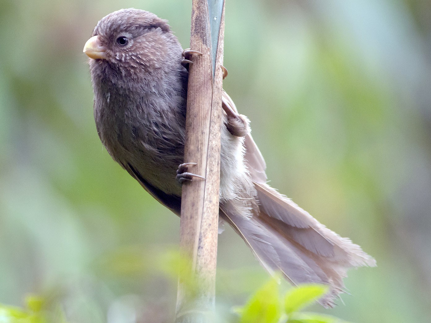 Brown Parrotbill - Saurabh Sawant