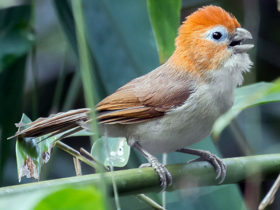 Rufous-headed Parrotbill - eBird