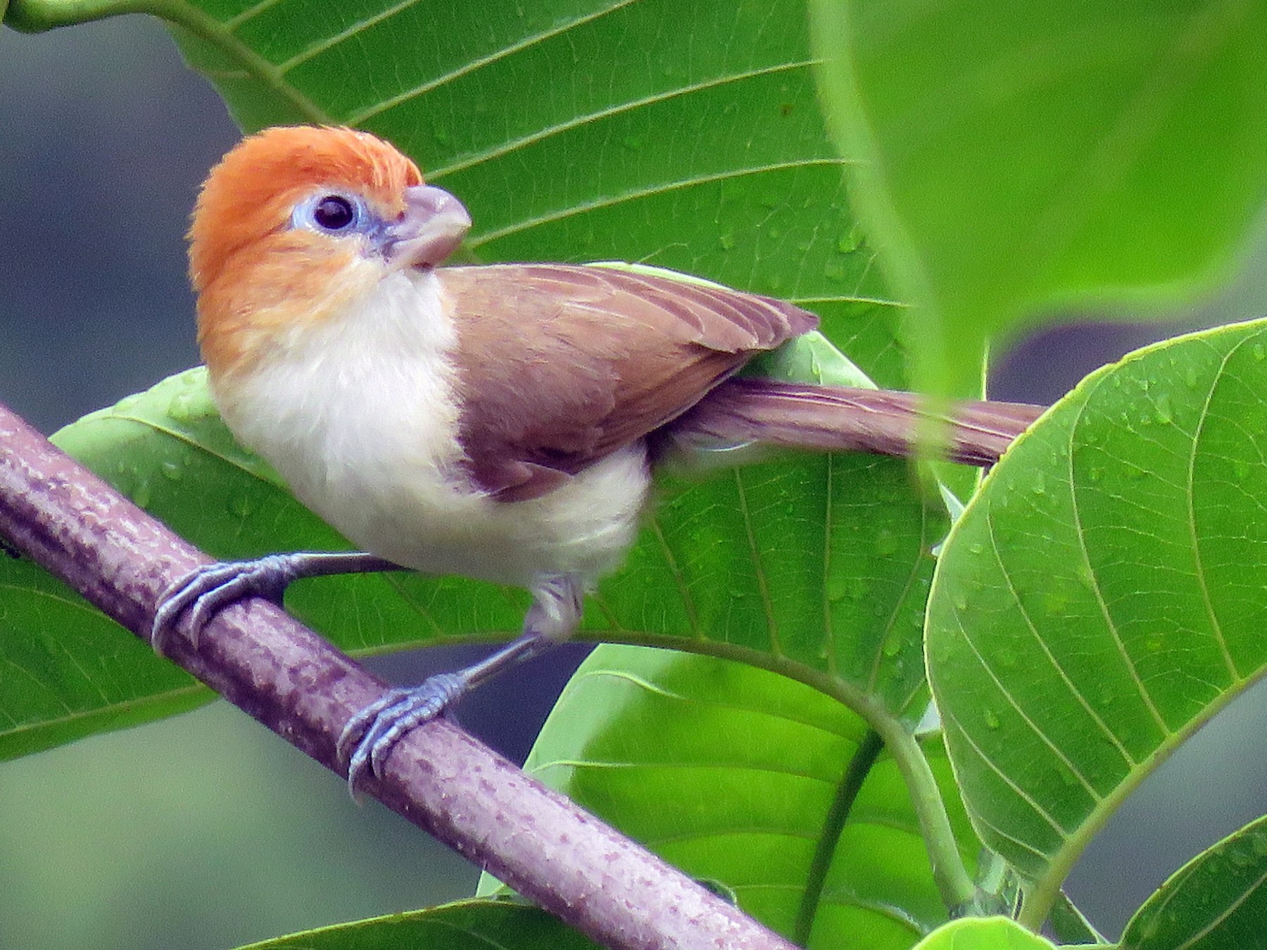 Rufous-headed Parrotbill - eBird