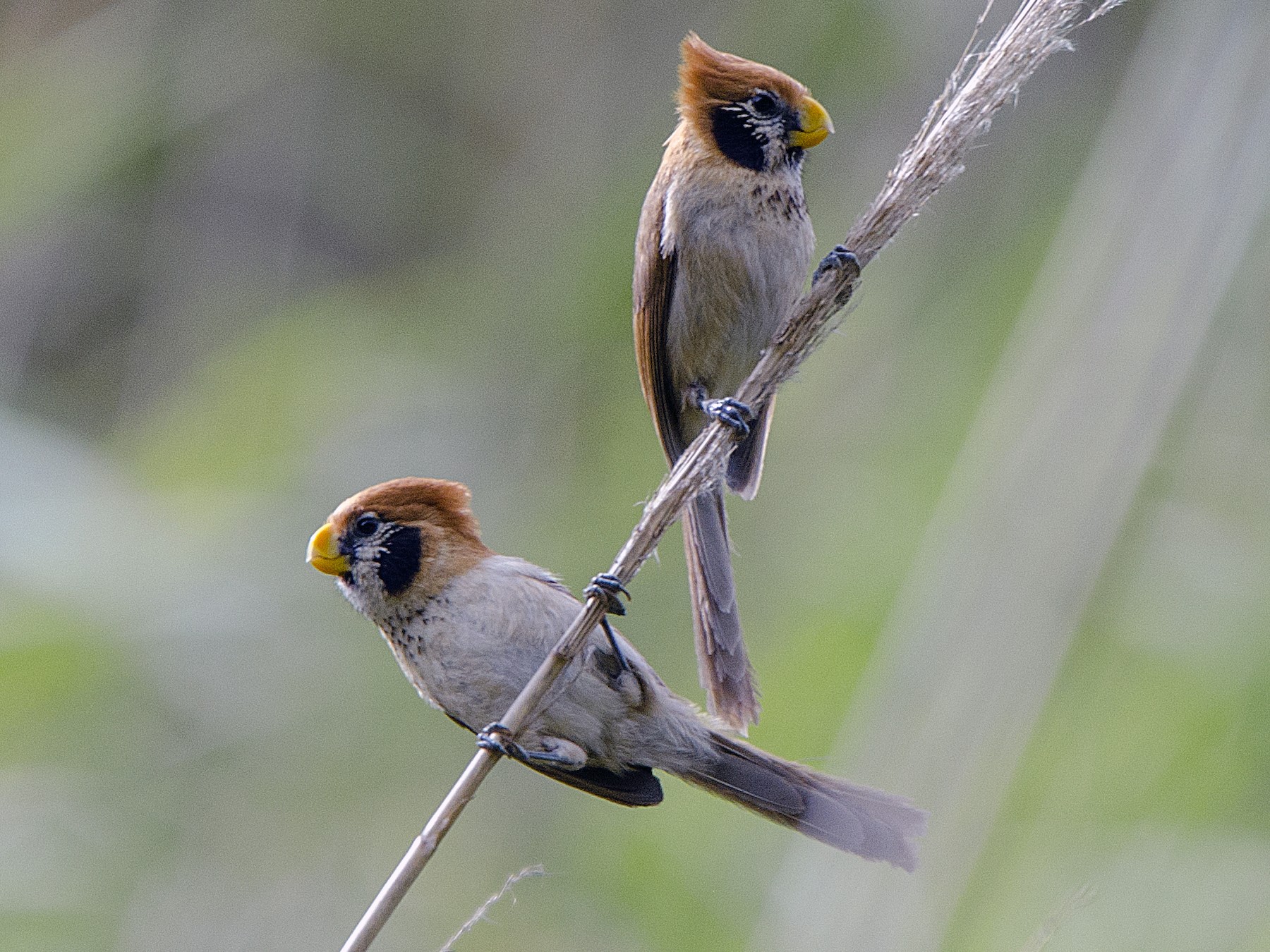 Spot-breasted Parrotbill - Saurabh Sawant