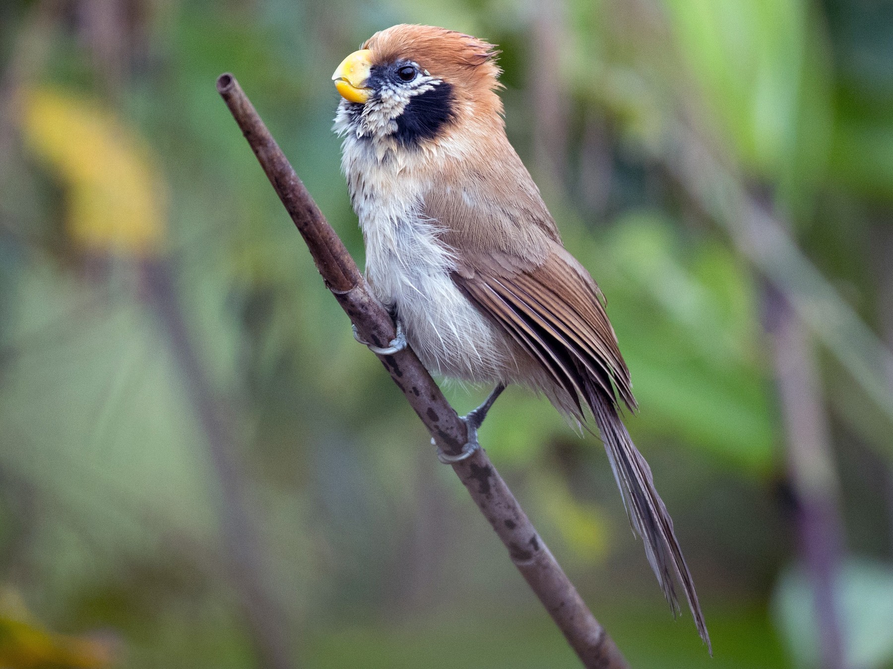 Spot-breasted Parrotbill - Ian Davies