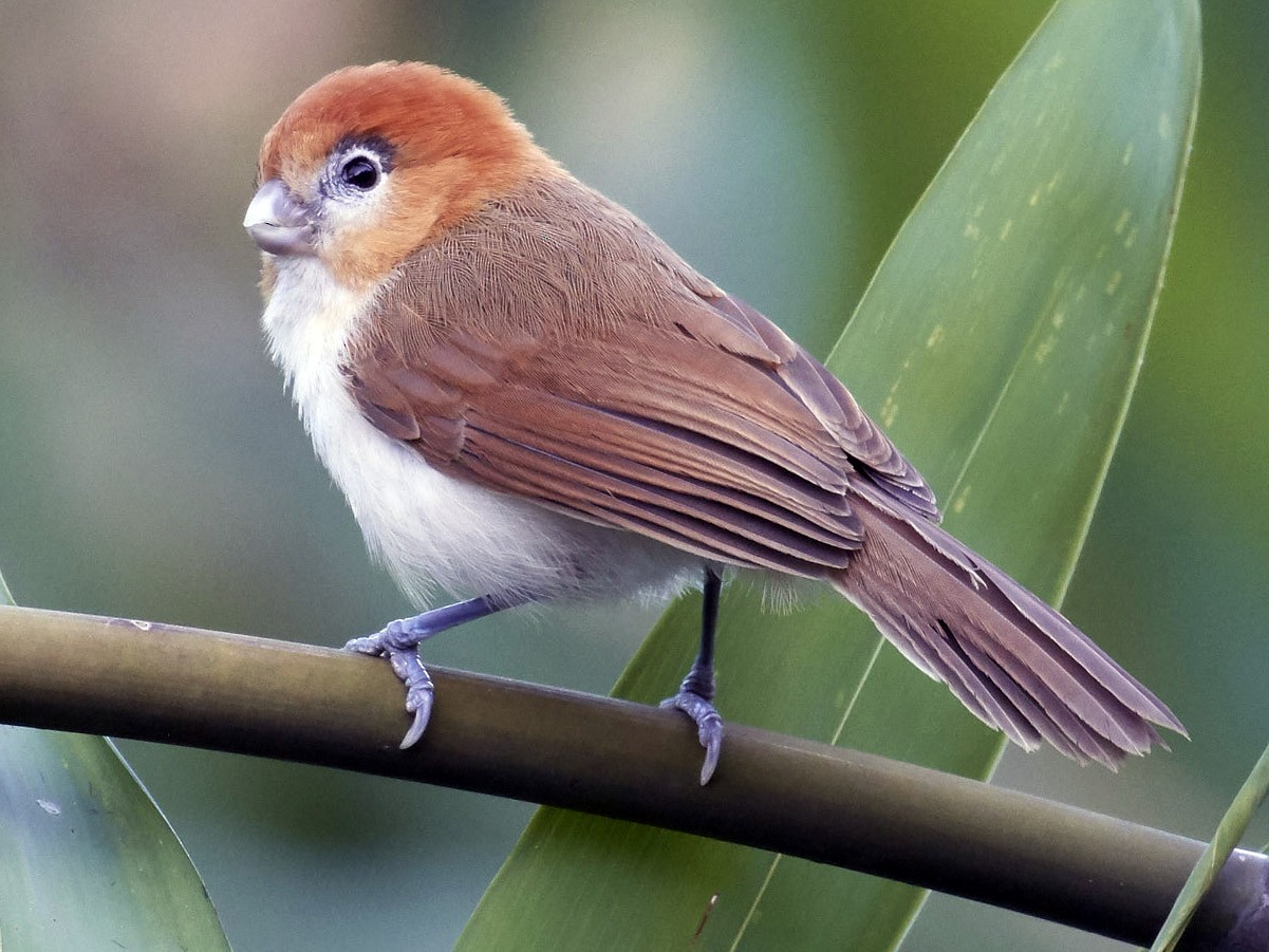 Pale-billed Parrotbill (Lesser Rufous-headed Parrotbill) - eBird