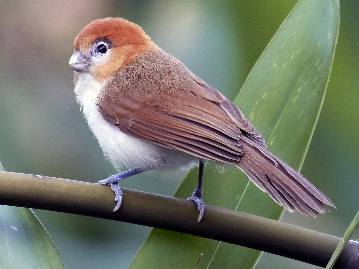 Pale-billed Parrotbill - S S Cheema