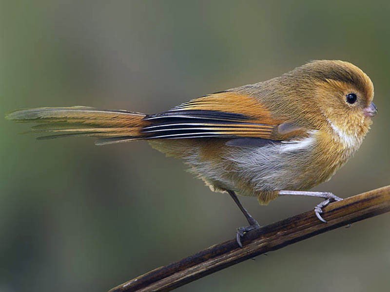Fulvous Parrotbill - eBird