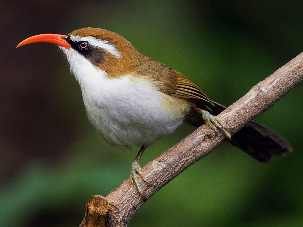 Red-billed Scimitar-Babbler - eBird