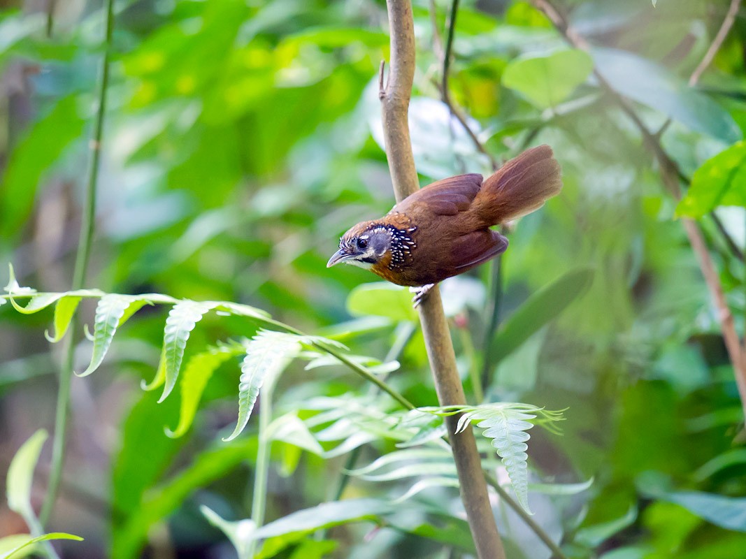 Spot Necked Babbler Ebird