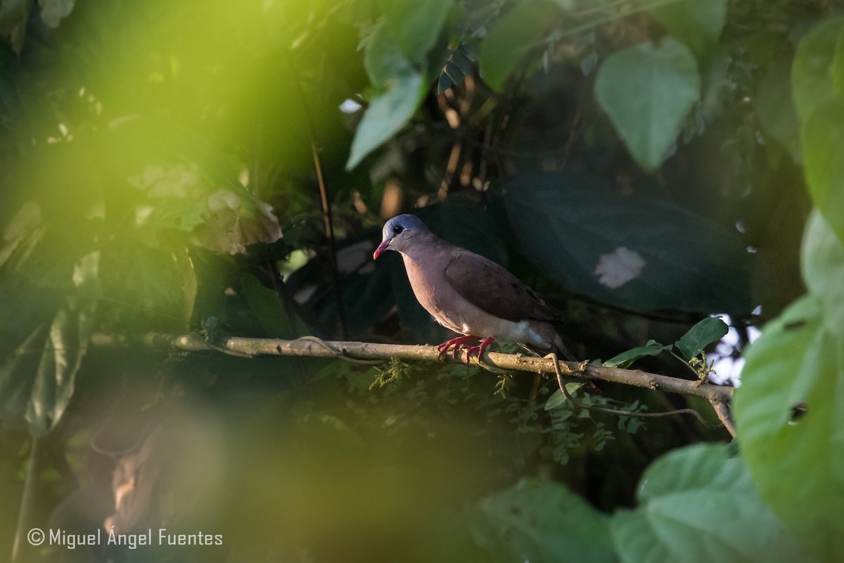 Blue-spotted Wood-Dove - ML180157031