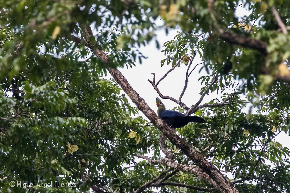 Yellow-billed Turaco - Miguel Angel Fuentes Rosúa