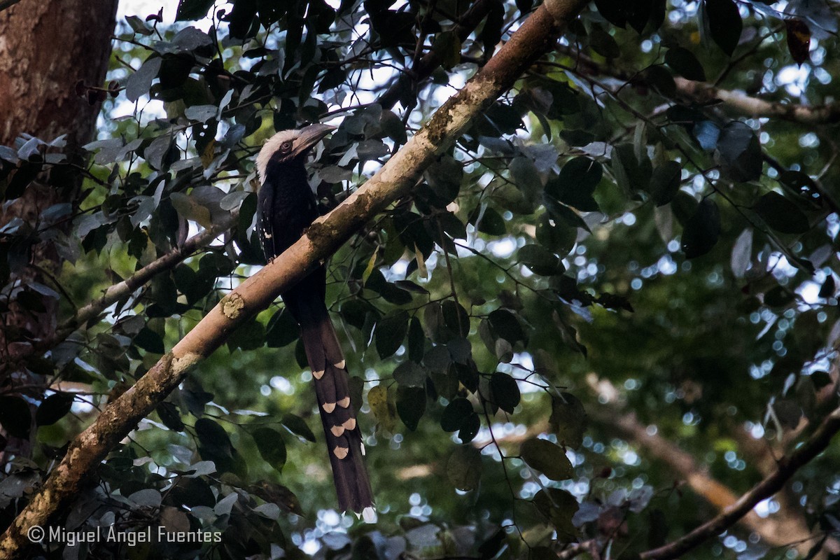 Eastern Long-tailed Hornbill - Miguel Angel Fuentes Rosúa