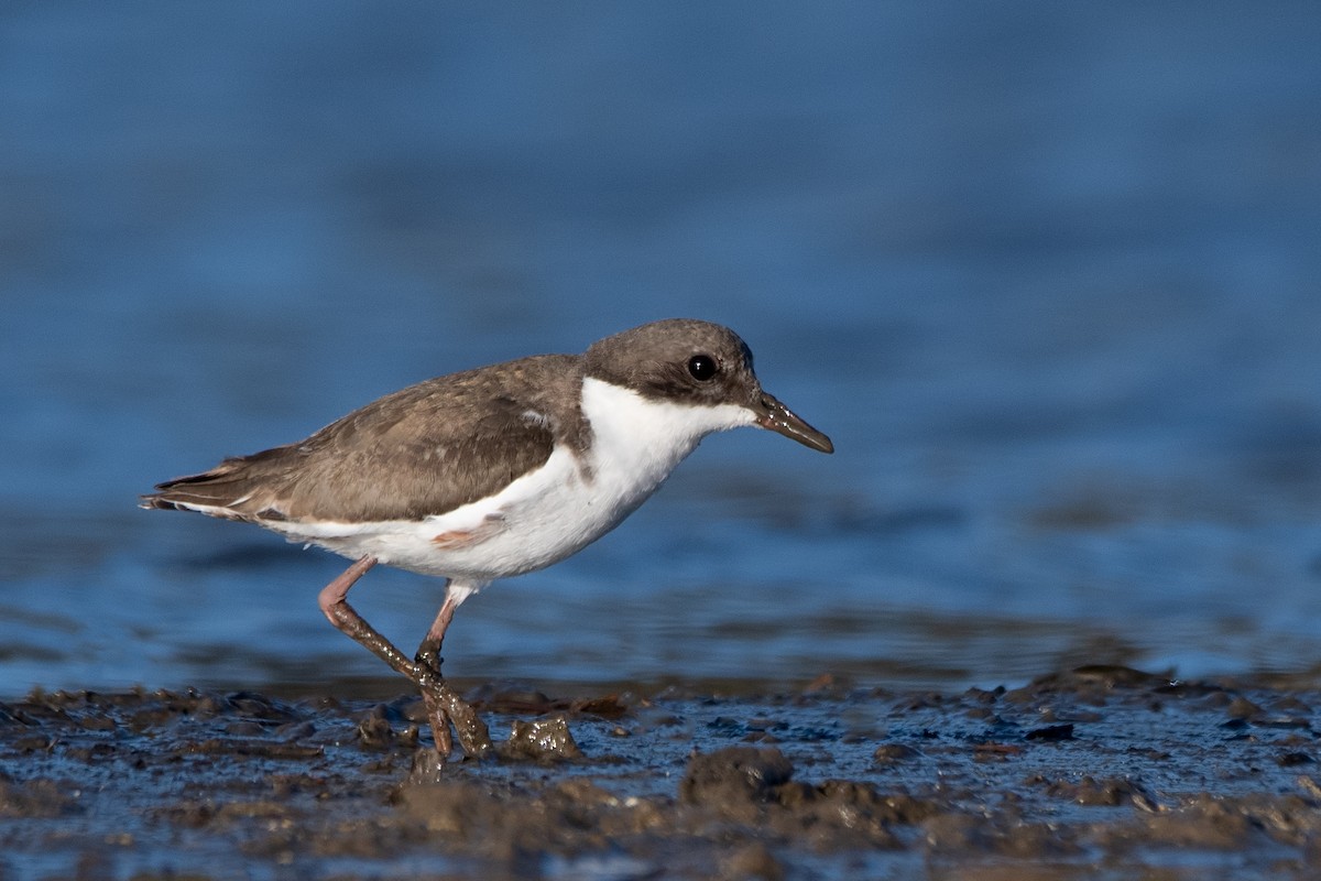 Red-kneed Dotterel - ML180157731