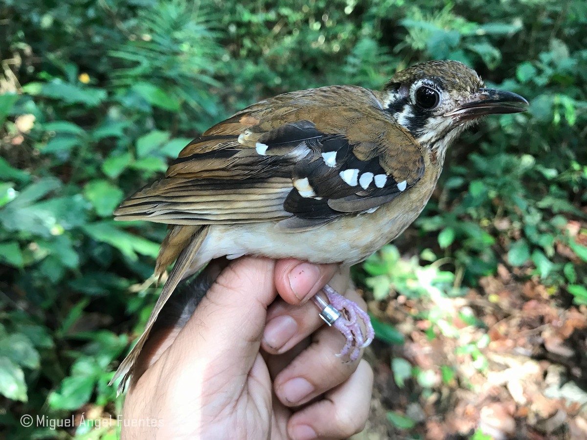 Gray GroundThrush (Bates's) eBird