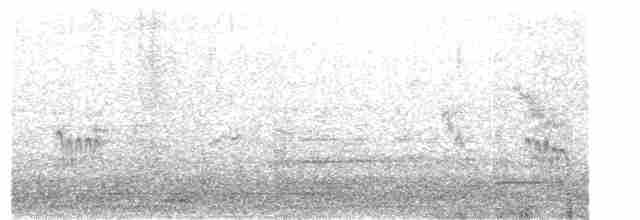 Sichelstrandläufer - ML180165511