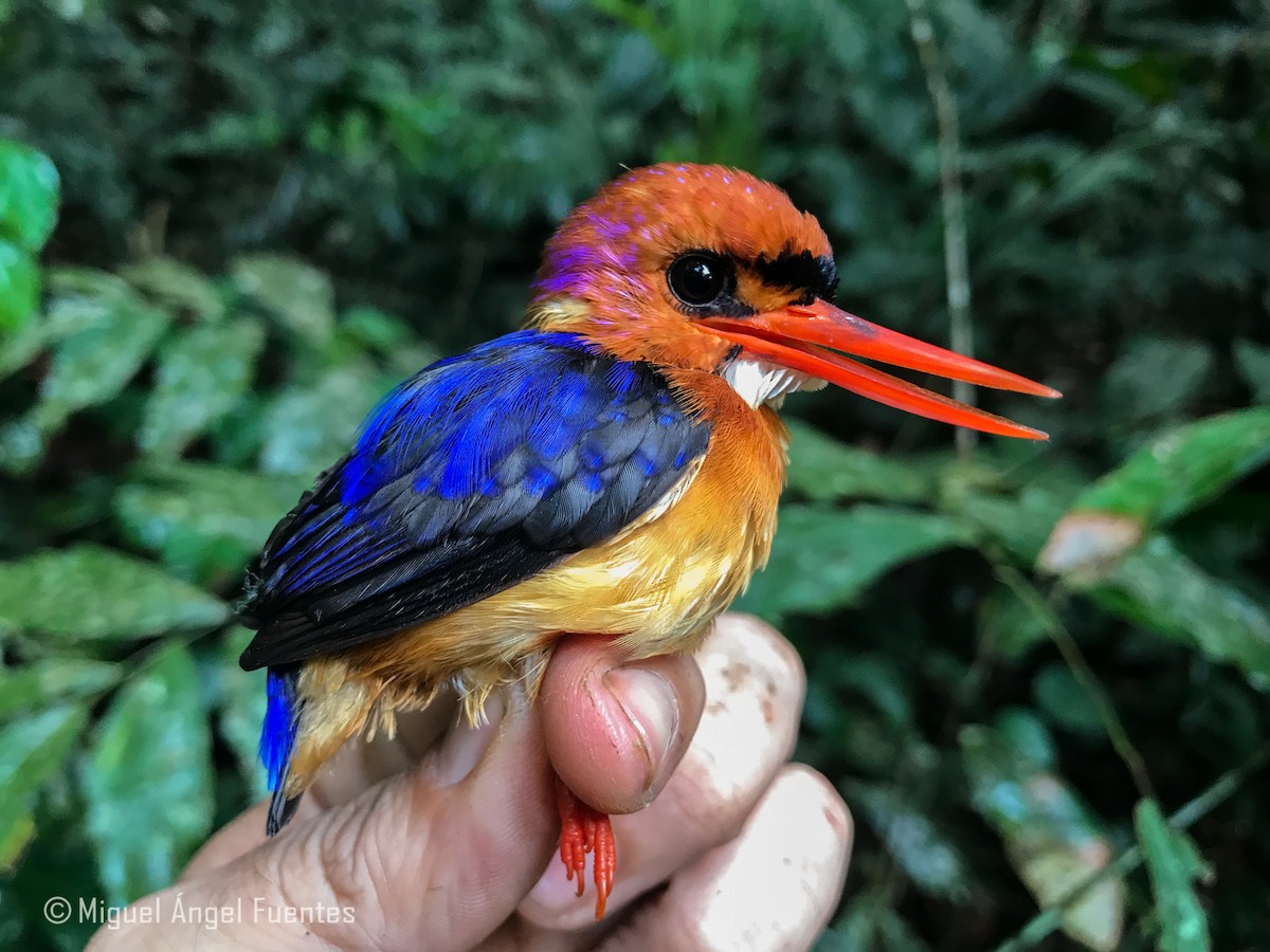 African Dwarf Kingfisher - ML180166561