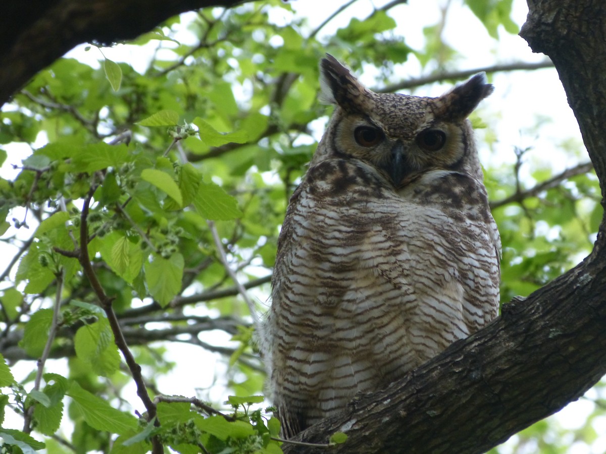 Great Horned Owl - ML180166971