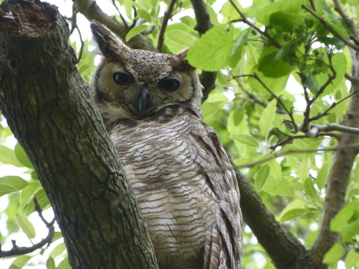 Great Horned Owl - ML180167051