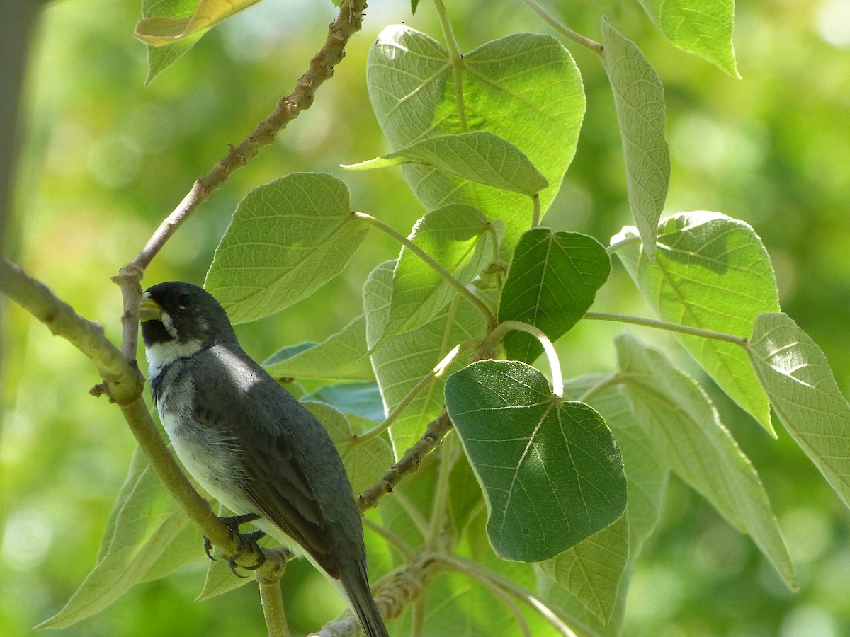 Double-collared Seedeater - ML180167541