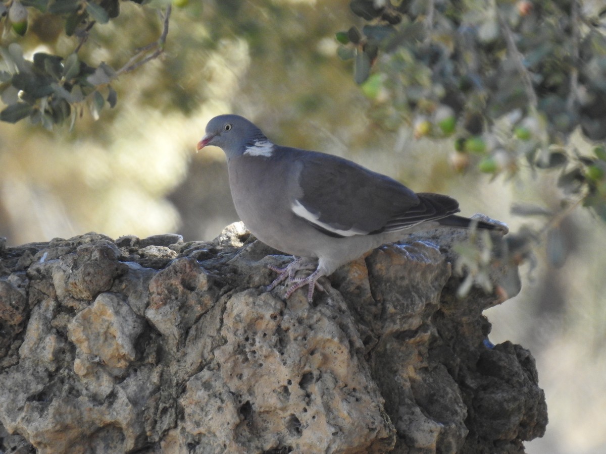 Common Wood-Pigeon - ML180168431