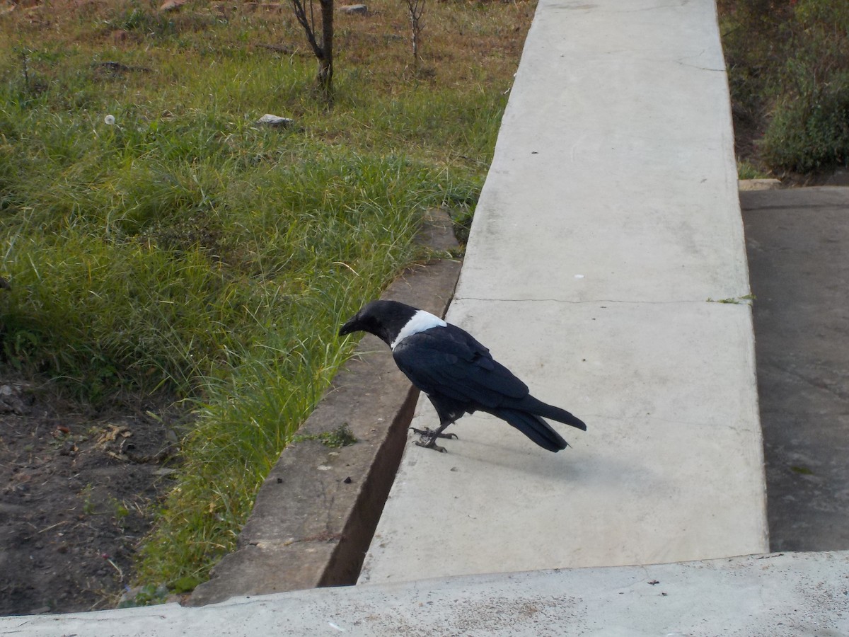 Pied Crow - River Ahlquist