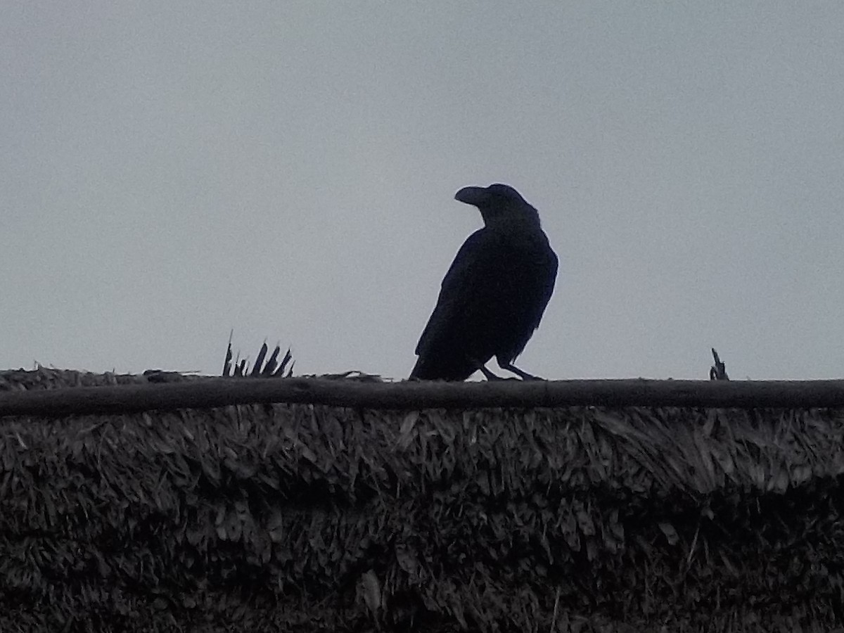 White-necked Raven - ML180168651