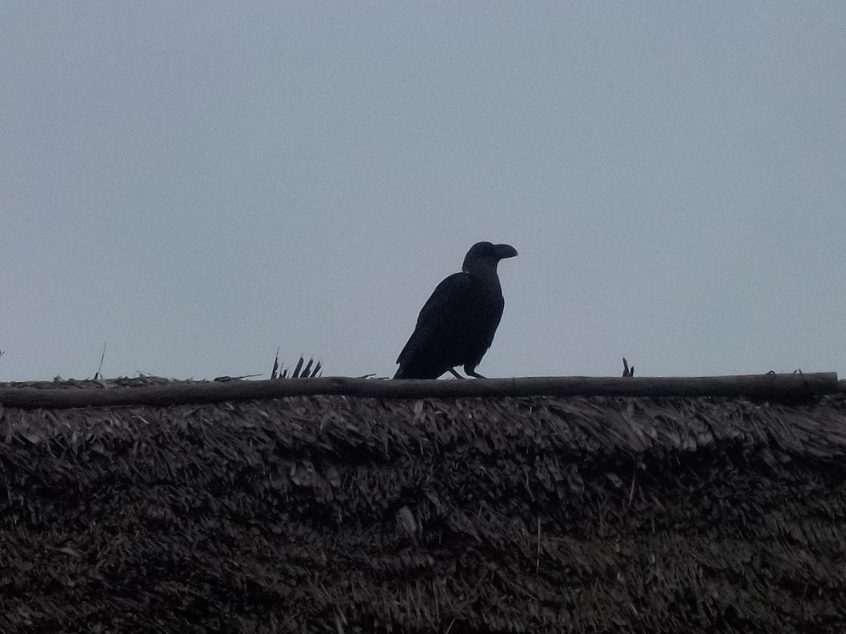 White-necked Raven - ML180168661
