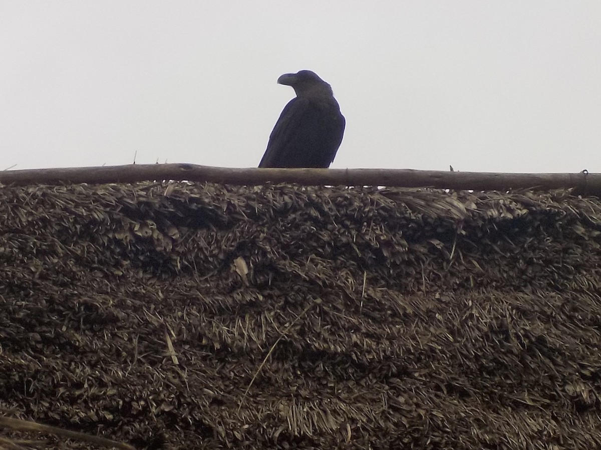 White-necked Raven - River Ahlquist