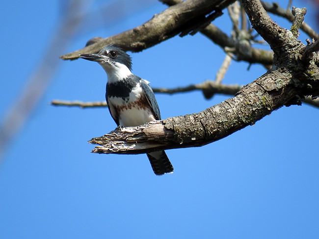 Belted Kingfisher - Nancy Anderson