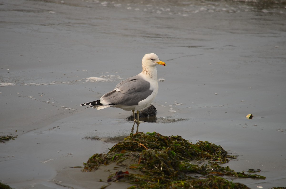 California Gull - Team Sidhu-White