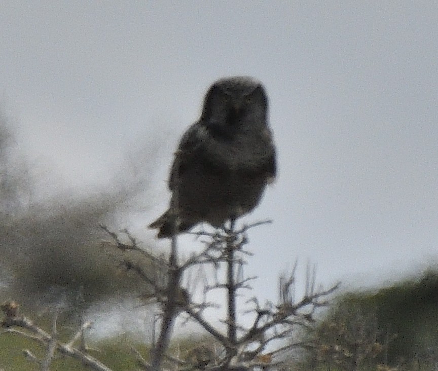 Northern Hawk Owl - Alain Richard