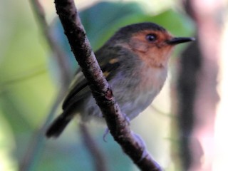 Ruddy Tody-Flycatcher - eBird